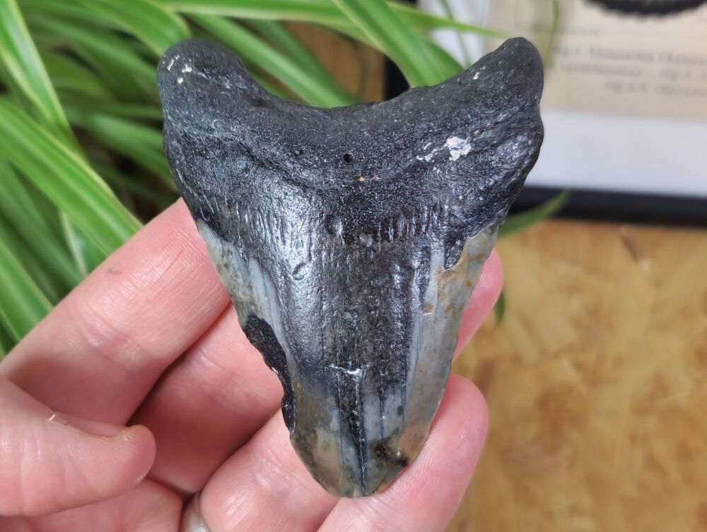 Megalodon Tooth - 3.3 inch #08