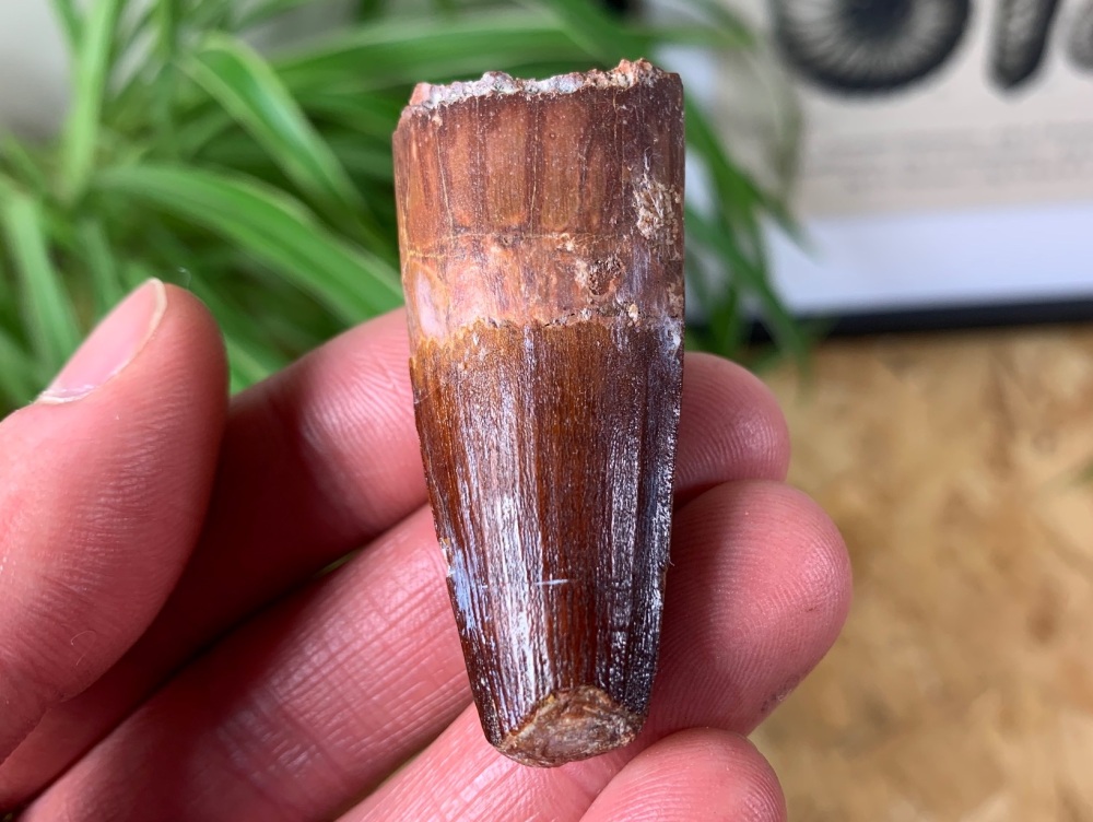 Spinosaurus Tooth - 2.06 inch #SP01