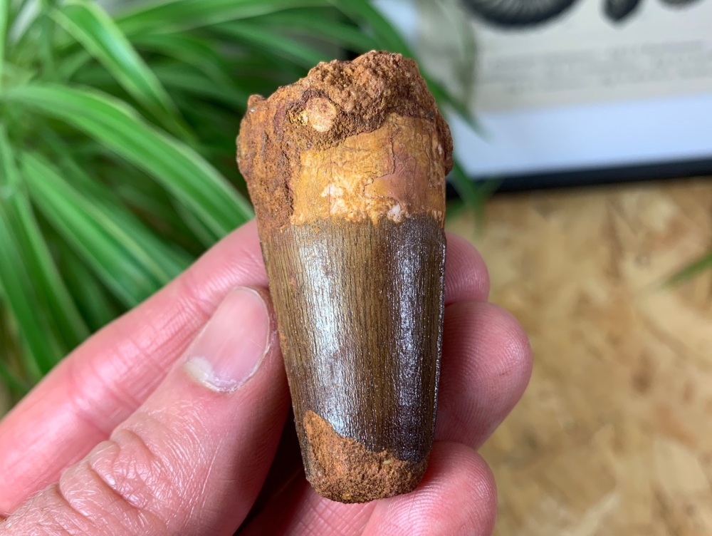 Spinosaurus Tooth - 2.06 inch #SP02