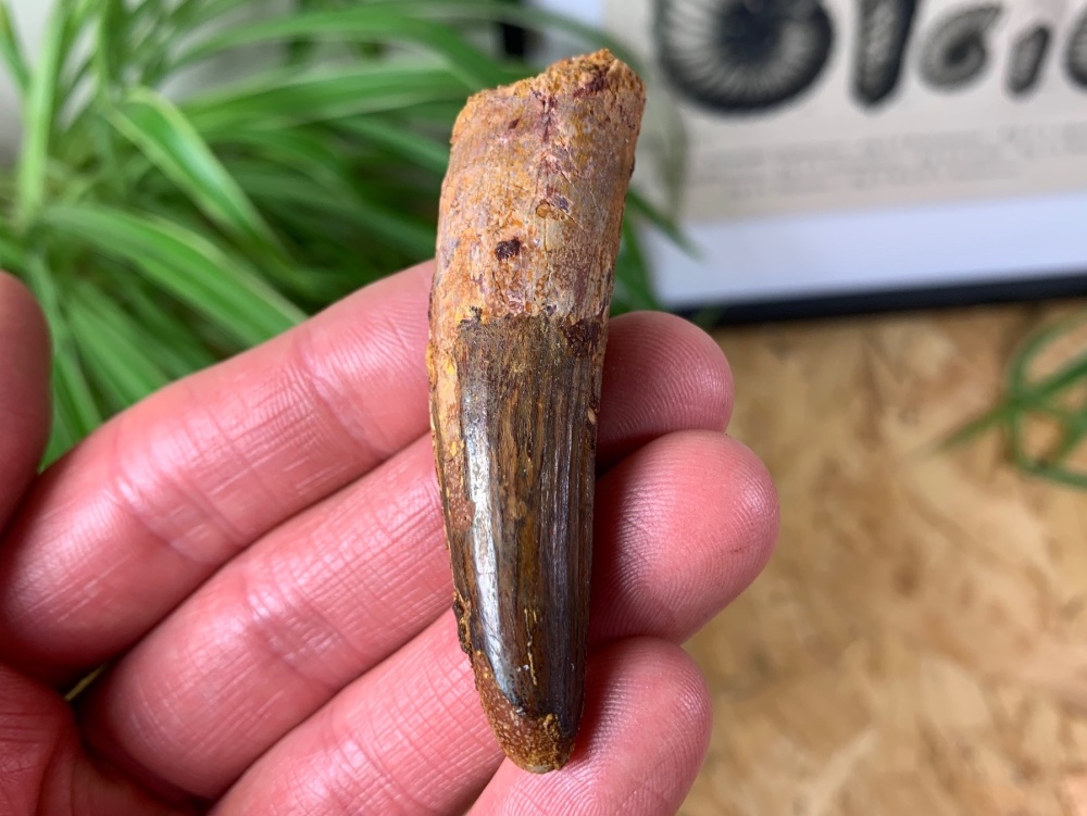 Spinosaurus Tooth - 2.44 inch #SP03