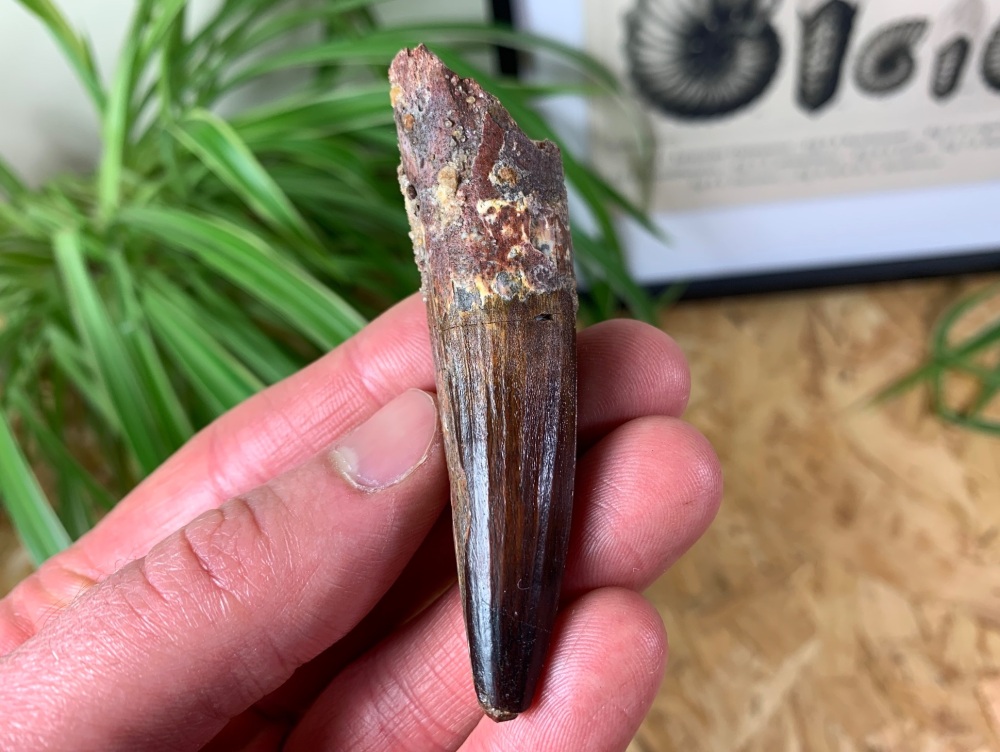Spinosaurus Tooth - 3 inch #SP04