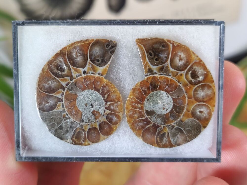 Cut & Polished Ammonite (pair) #02