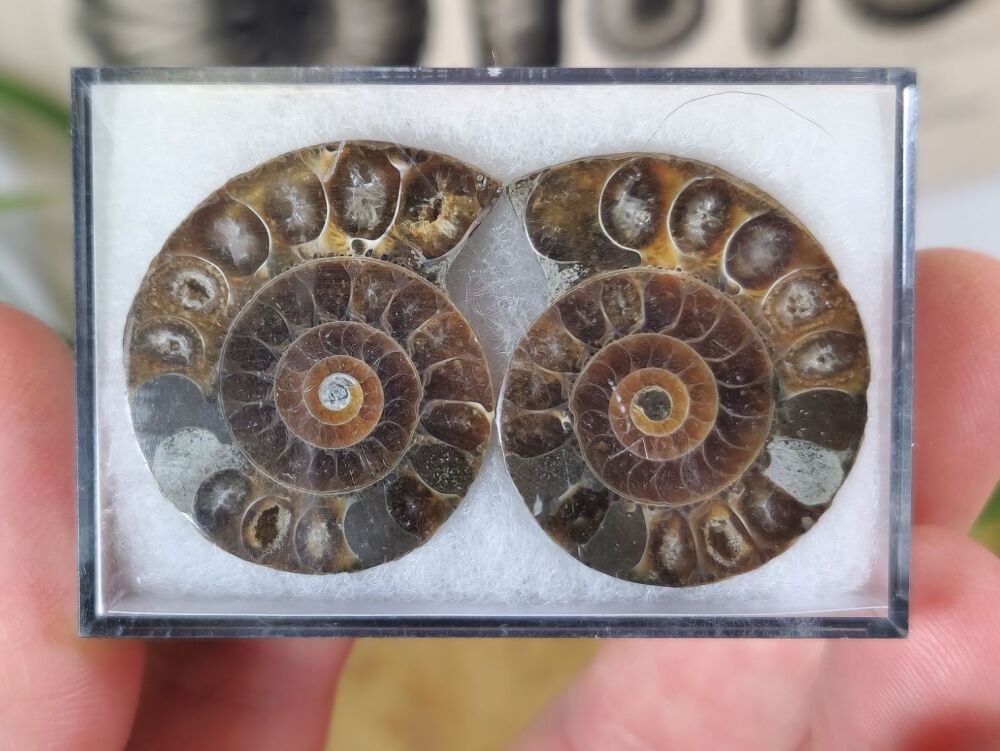 Cut & Polished Ammonite (pair) #04