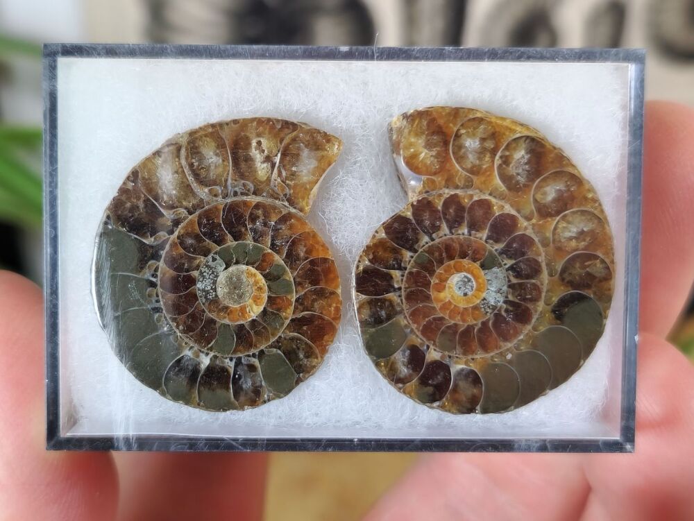 Cut & Polished Ammonite (pair) #05