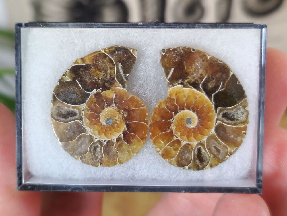 Cut & Polished Ammonite (pair) #06
