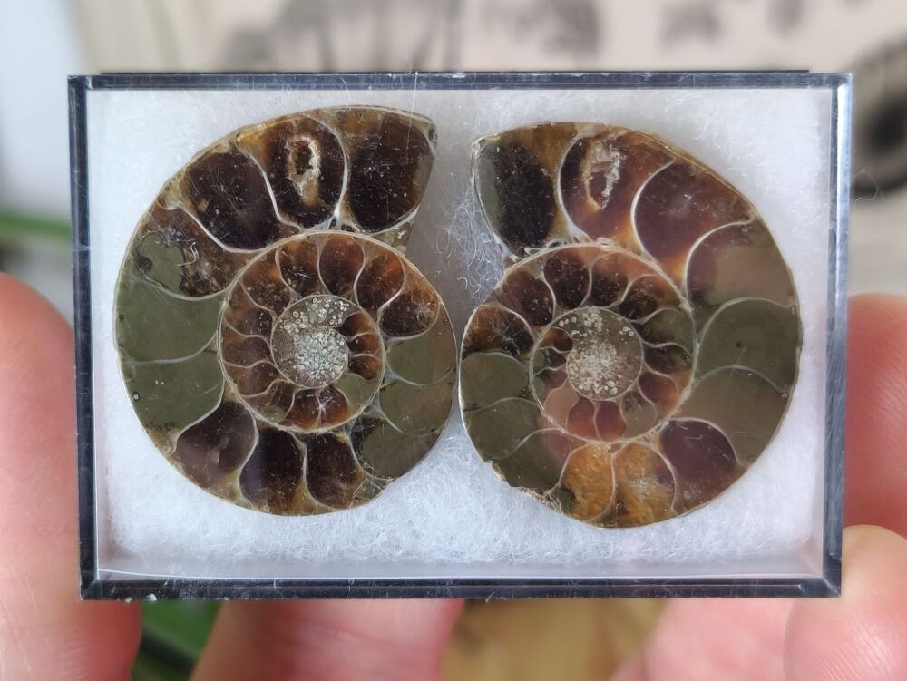 Cut & Polished Ammonite (pair) #07