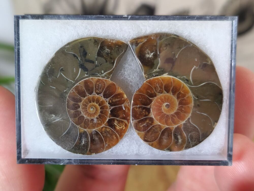 Cut & Polished Ammonite (pair) #09