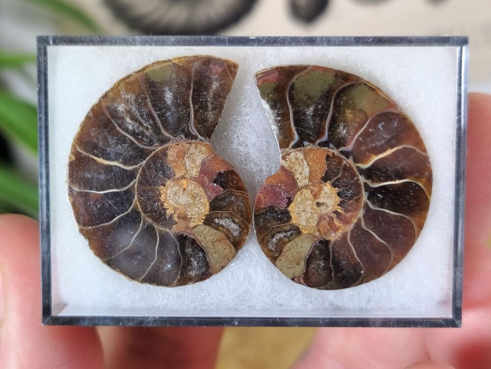 Cut & Polished Ammonite (pair) #10
