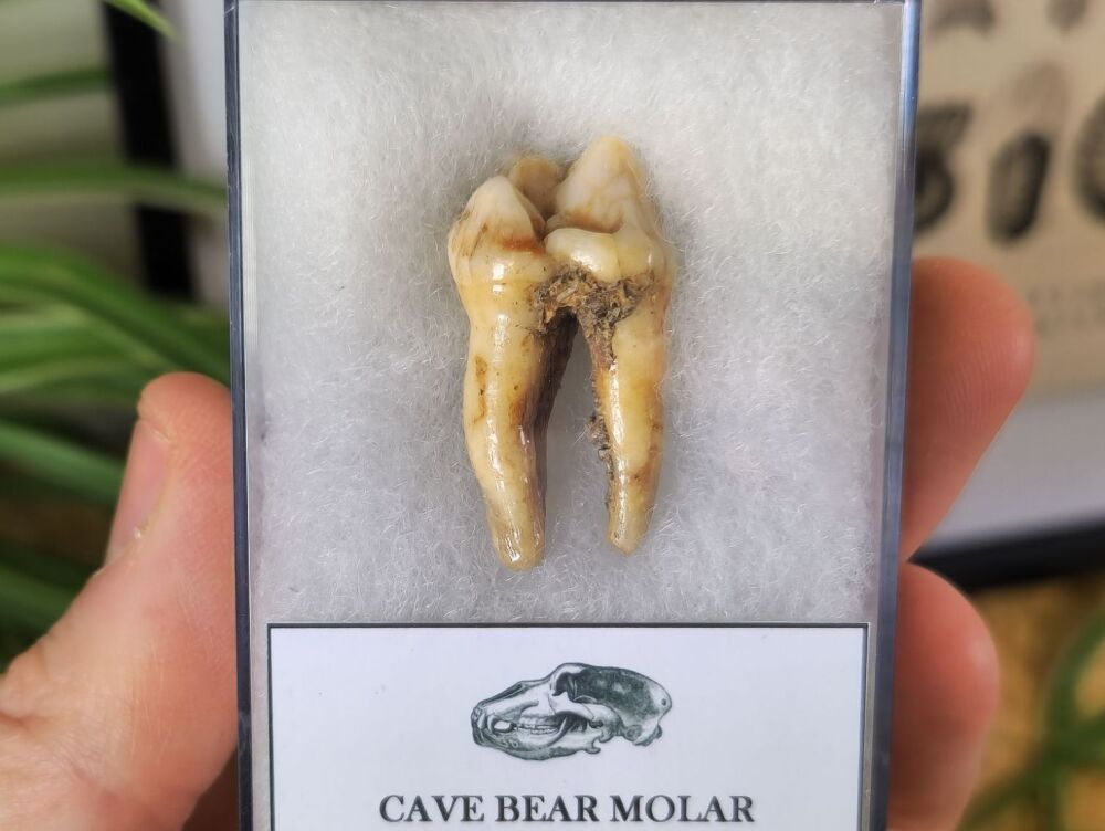 Ursus spelaeus Cave Bear Tooth (molar) #04