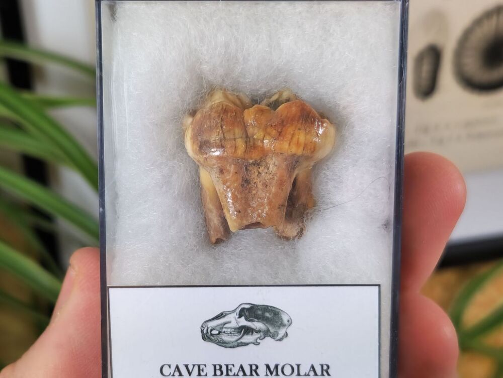 Ursus spelaeus Cave Bear Tooth (molar) #05