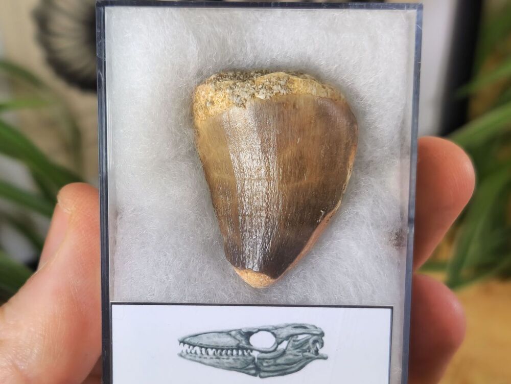 Mosasaur Tooth (1.37 inch) #02