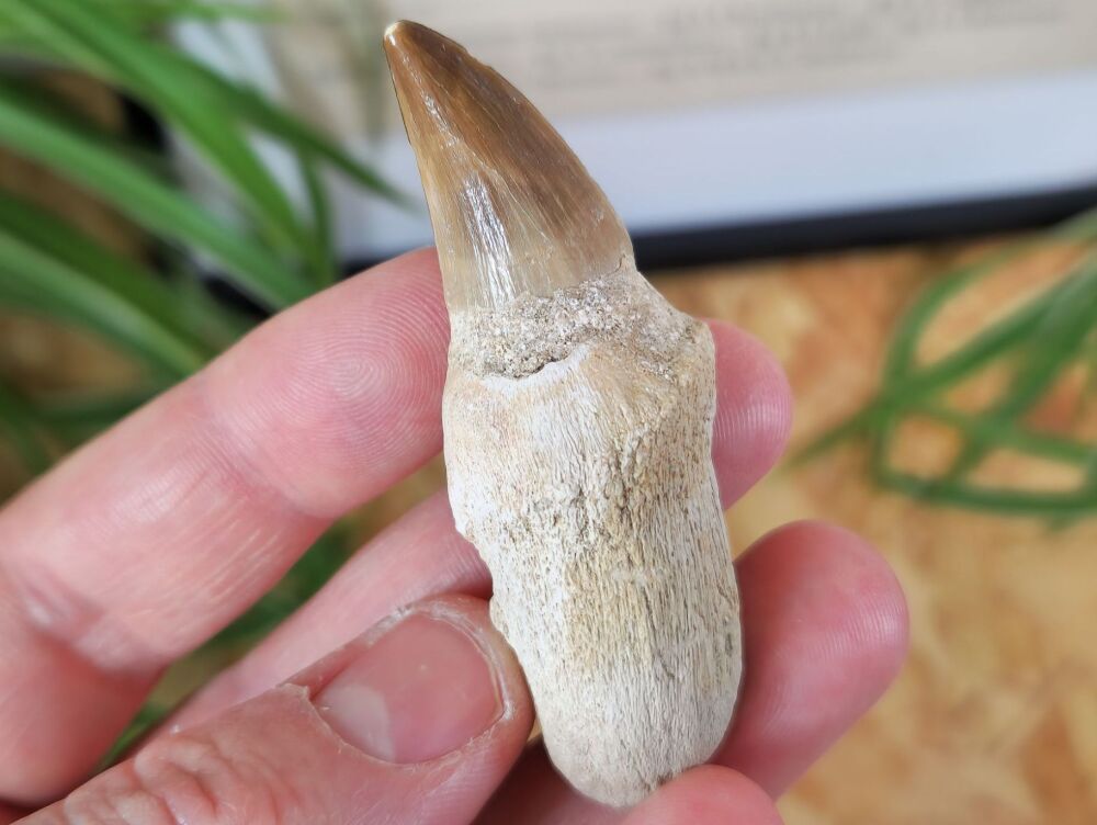 Rooted Mosasaur Tooth (2.55 inch) #03