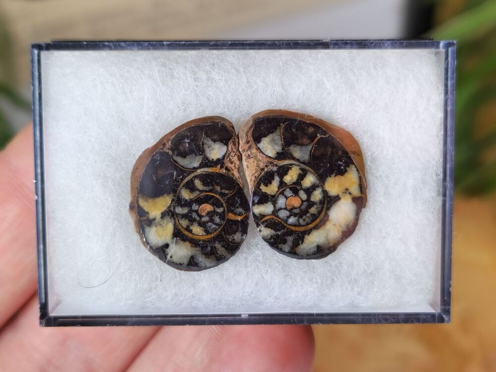 Cut & Polished Haematite Ammonite #02