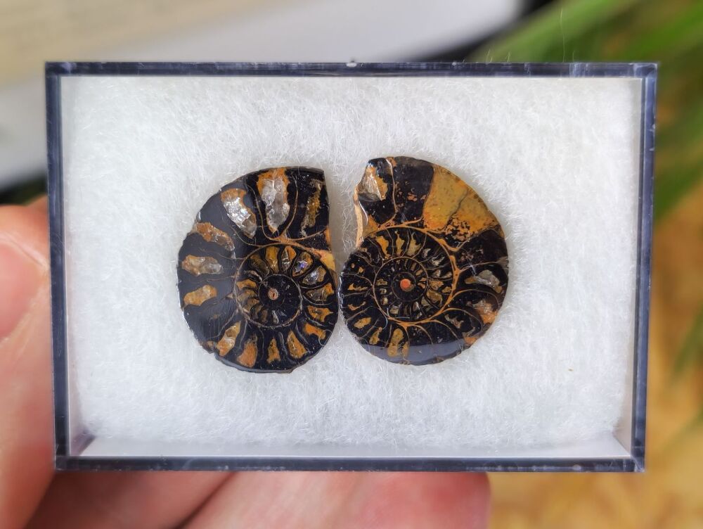 Cut & Polished Haematite Ammonite #03