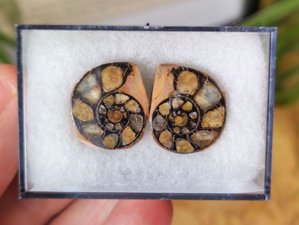 Cut & Polished Haematite Ammonite #04