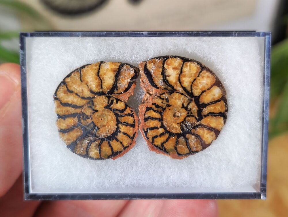 Cut & Polished Haematite Ammonite #05