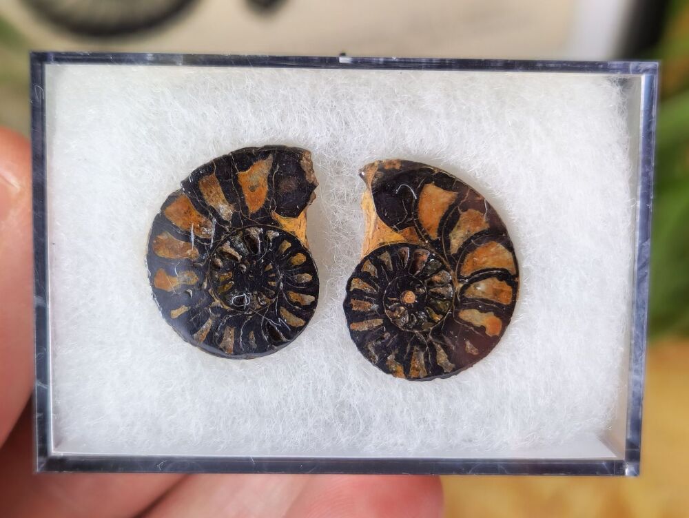 Cut & Polished Haematite Ammonite #07