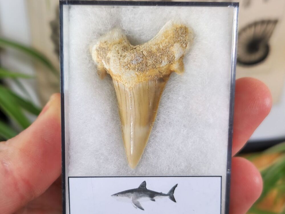 Otodus obliquus Shark Tooth (1.85inch) #03