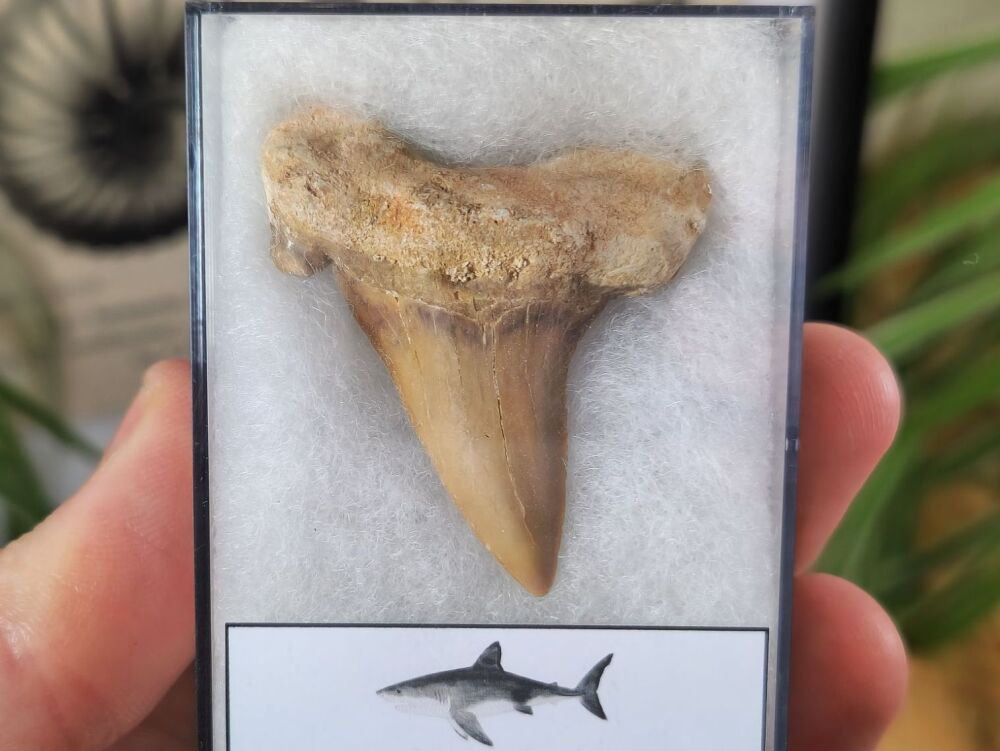 Otodus obliquus Shark Tooth (1.88inch) #04