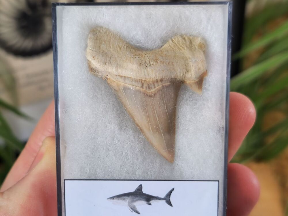 Otodus obliquus Shark Tooth (1.88inch) #05