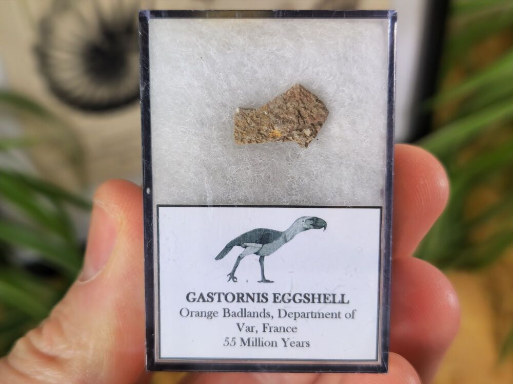 Gastornis (Giant Bird) Eggshell #01