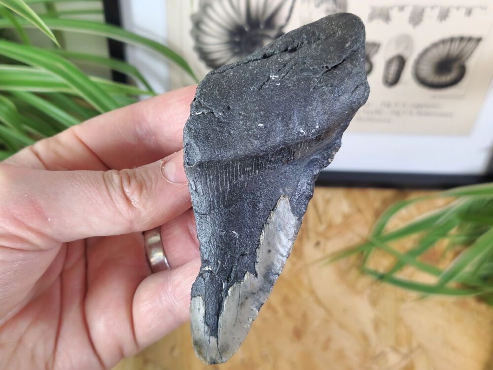 Megalodon Tooth - 4.6 inch #01