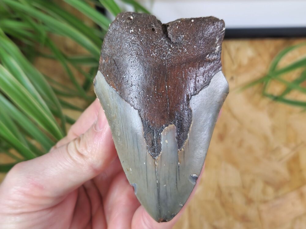 Megalodon Tooth - 3.62 inch #02