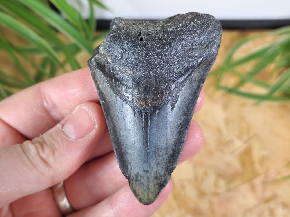 Megalodon Tooth - 3.14 inch #03