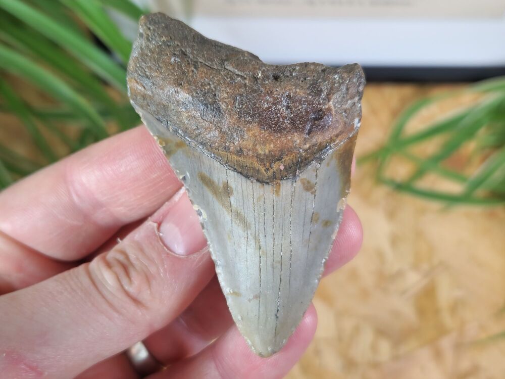 Megalodon Tooth - 3.14 inch #04