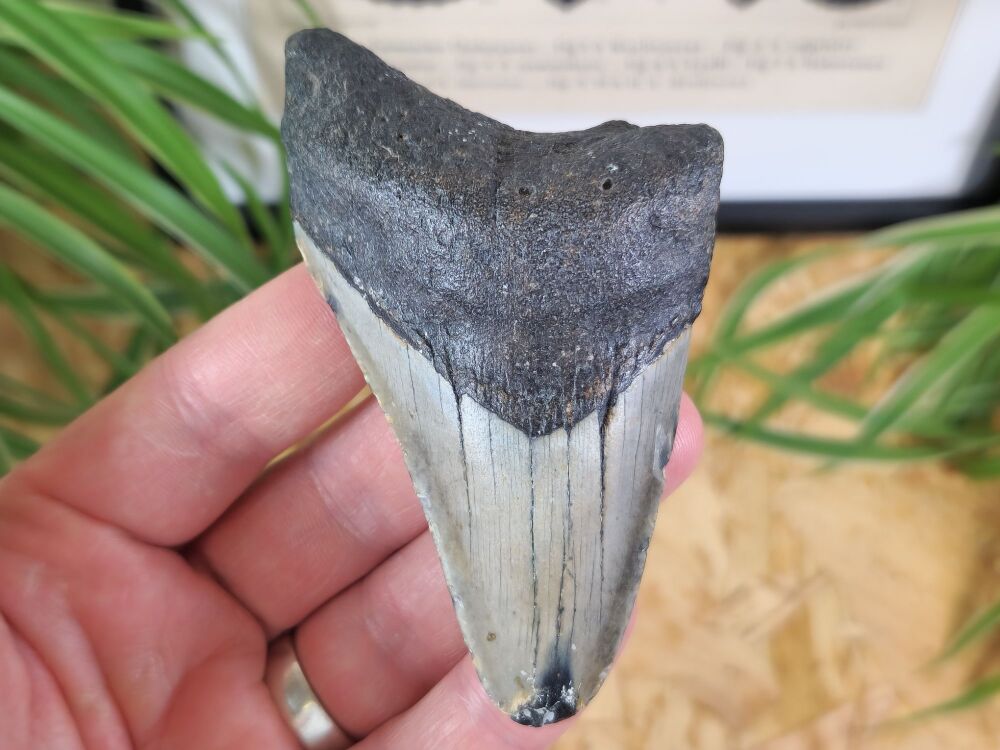 Megalodon Tooth - 4.01 inch #05