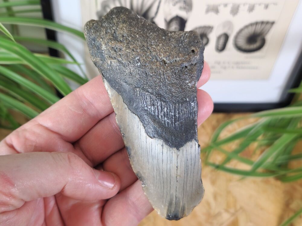 Megalodon Tooth - 4.6 inch #06