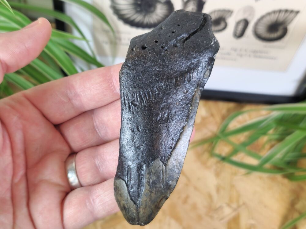 Megalodon Tooth - 4.52 inch #07