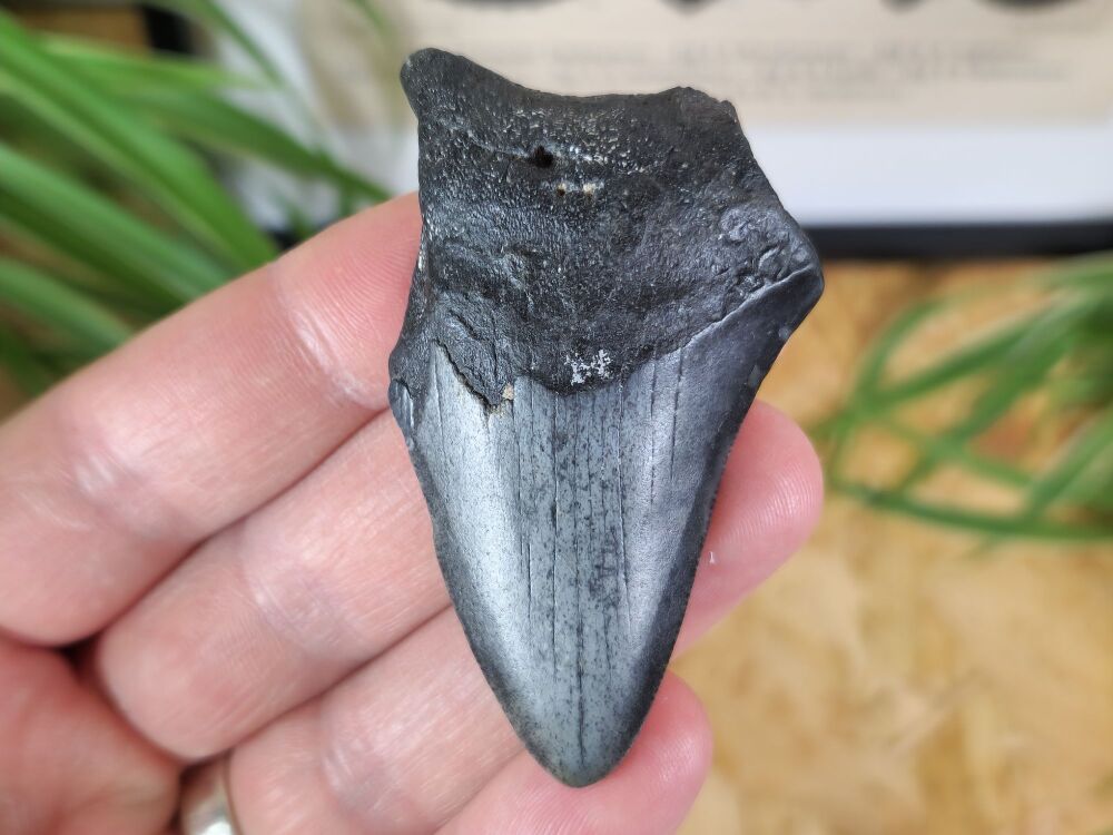Megalodon Tooth - 2.7inch #08