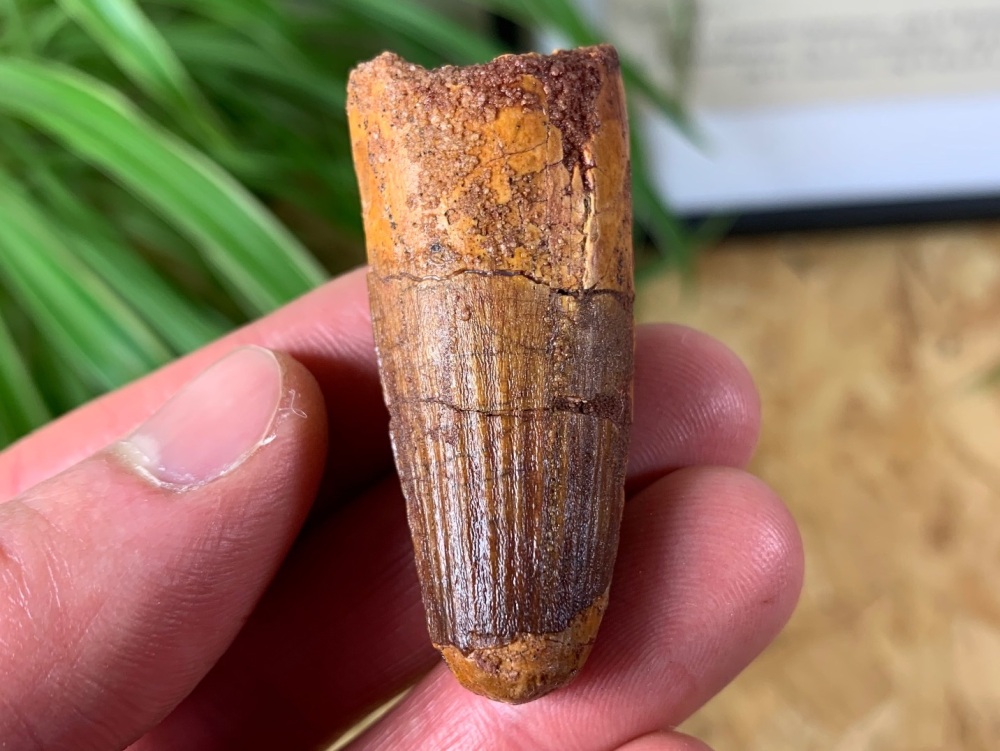 Spinosaurus Tooth - 2 inch #SP05