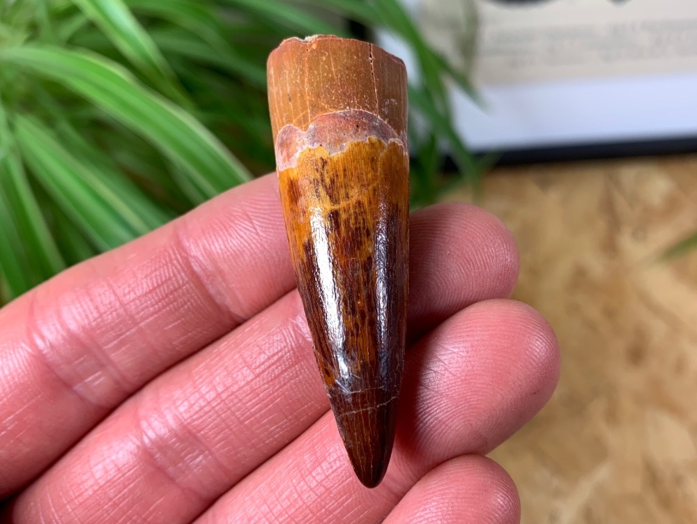 Spinosaurus Tooth - 2.19 inch #SP06