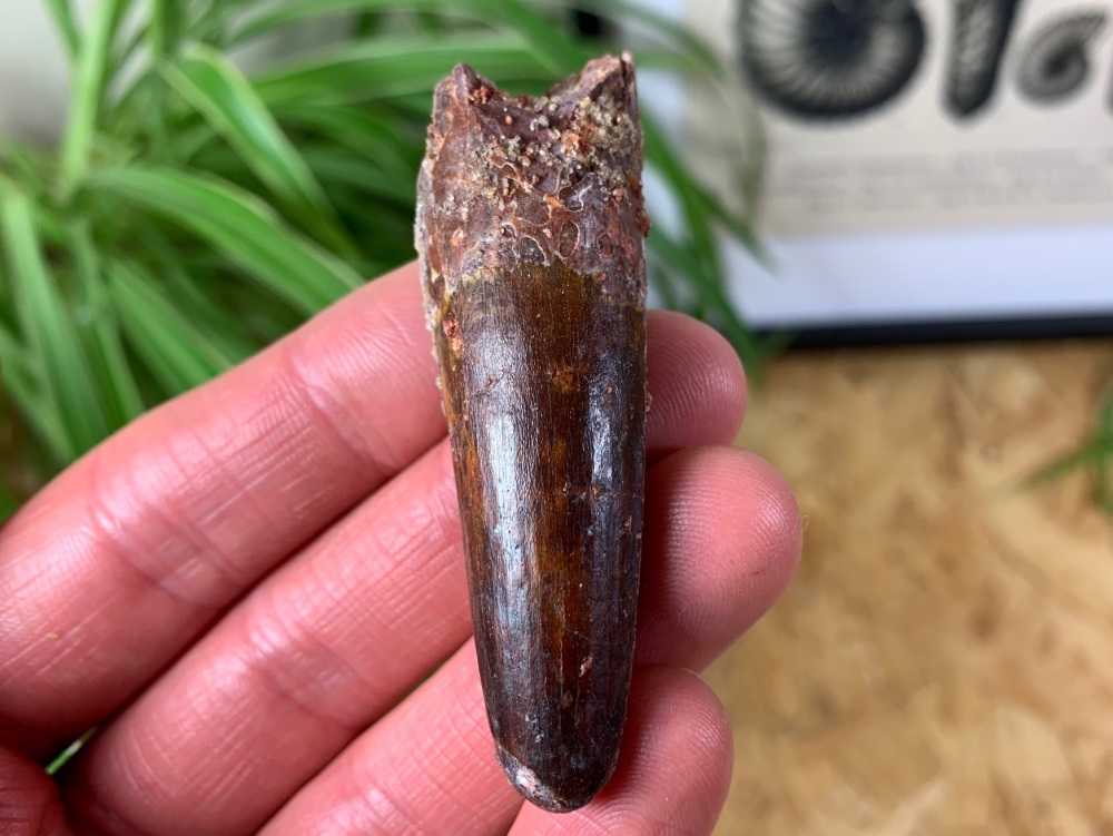 Spinosaurus Tooth - 2.63 inch #SP07
