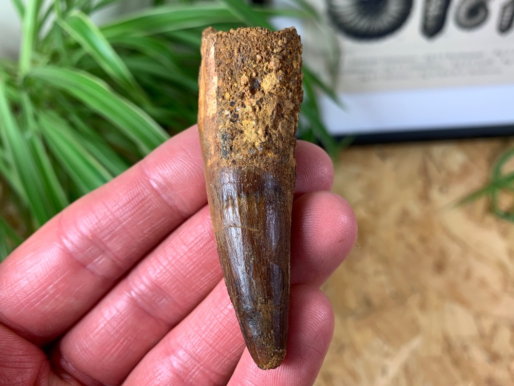 Spinosaurus Tooth - 2.75 inch #SP08