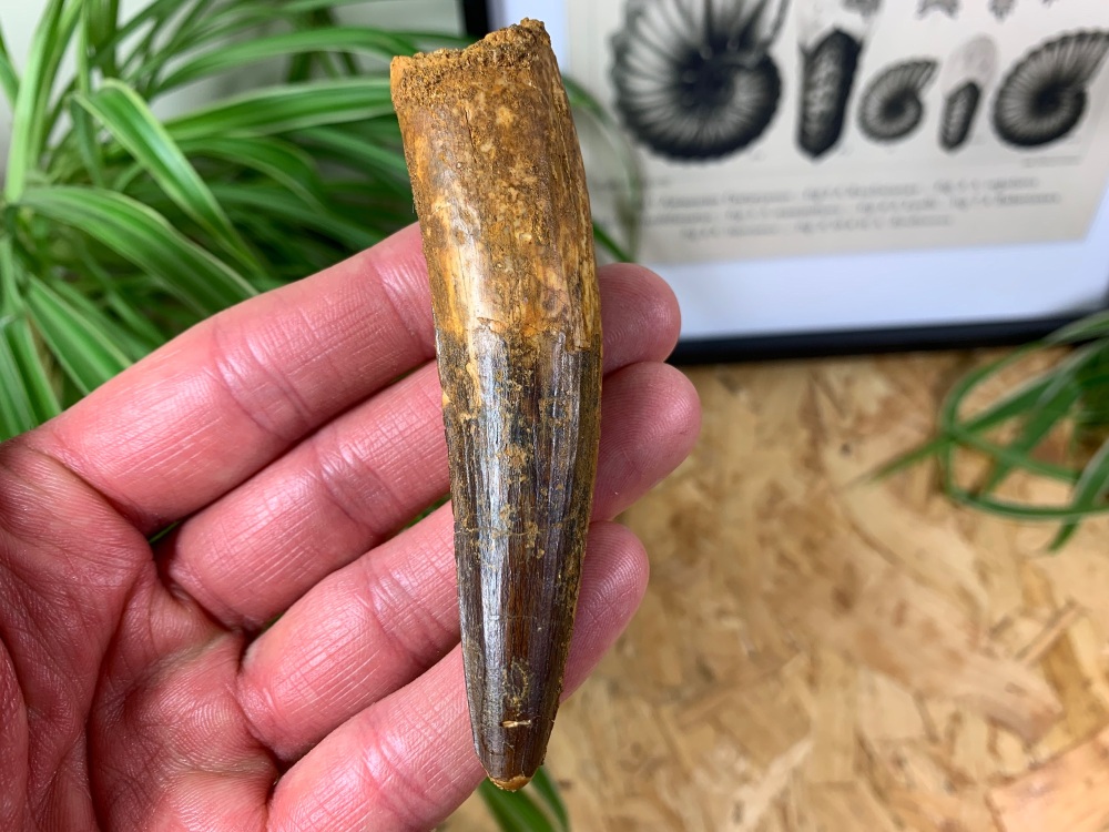 Spinosaurus Tooth - 3.75 inch #SP15