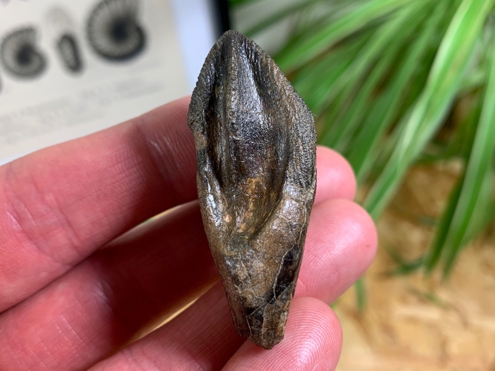 MUSEUM QUALITY Triceratops Tooth