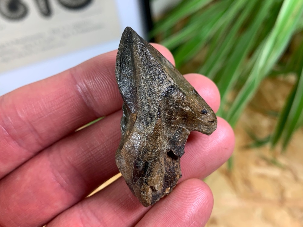 MUSEUM QUALITY Triceratops Tooth