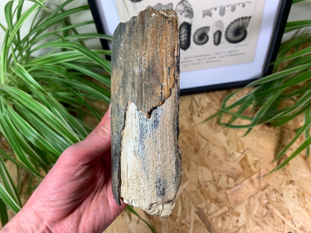 Mammoth Tusk, Germany (5.25 inches) #01