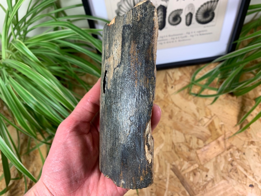 Mammoth Tusk, Germany (5.25 inches) #02