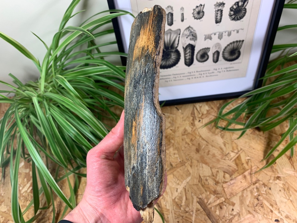 Mammoth Tusk, Germany (8 inches) #03