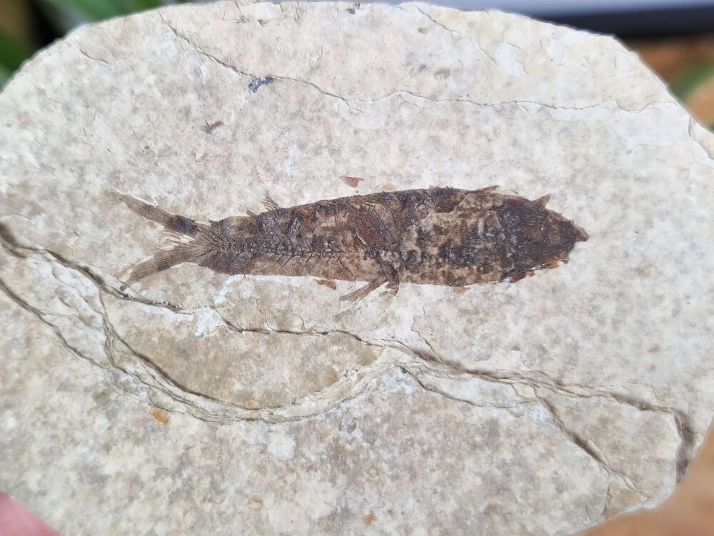 Fossil Fish, Green River Formation #02