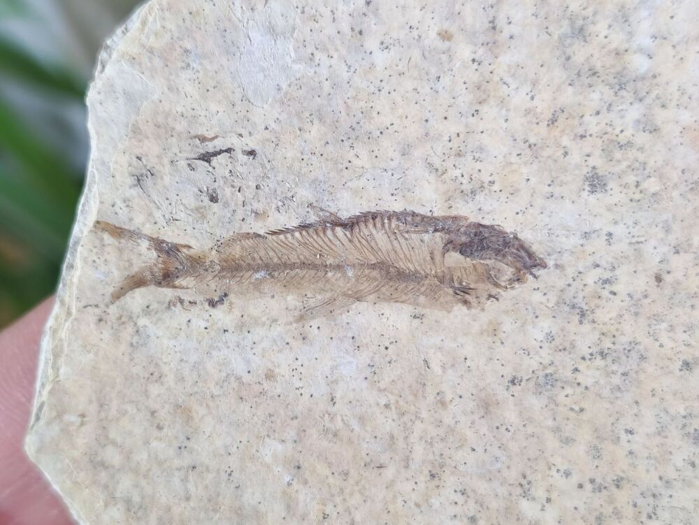 Fossil Fish, Green River Formation #05