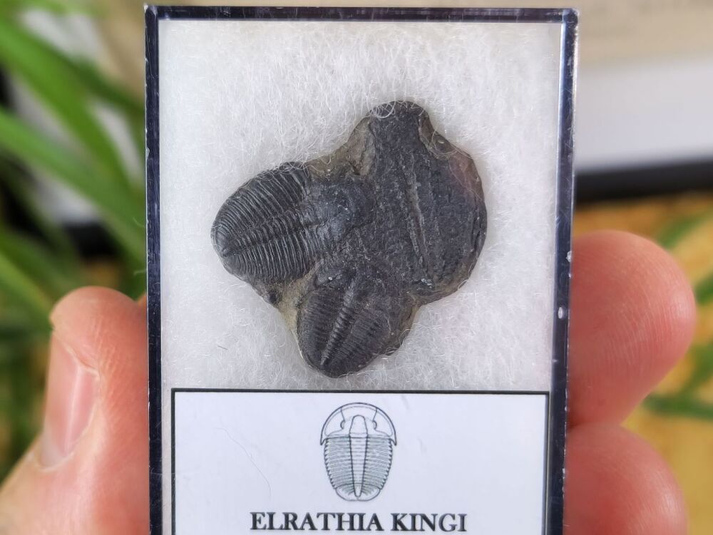 Elrathia Kingi Trilobites #04