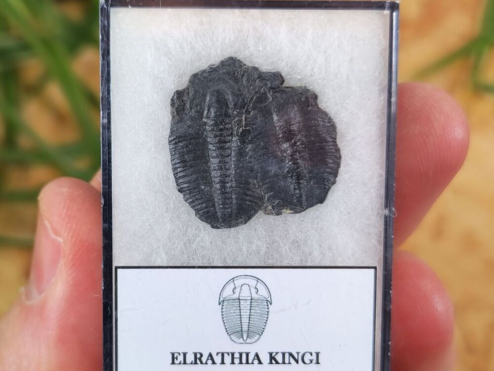 Elrathia Kingi Trilobites #06