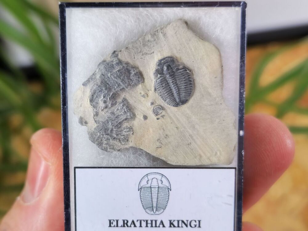 Elrathia Kingi Trilobites #07