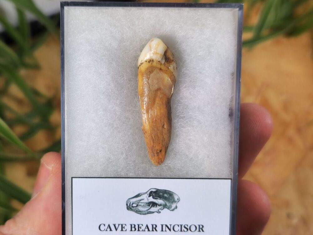 Ursus spelaeus Cave Bear Tooth (incisor) #01