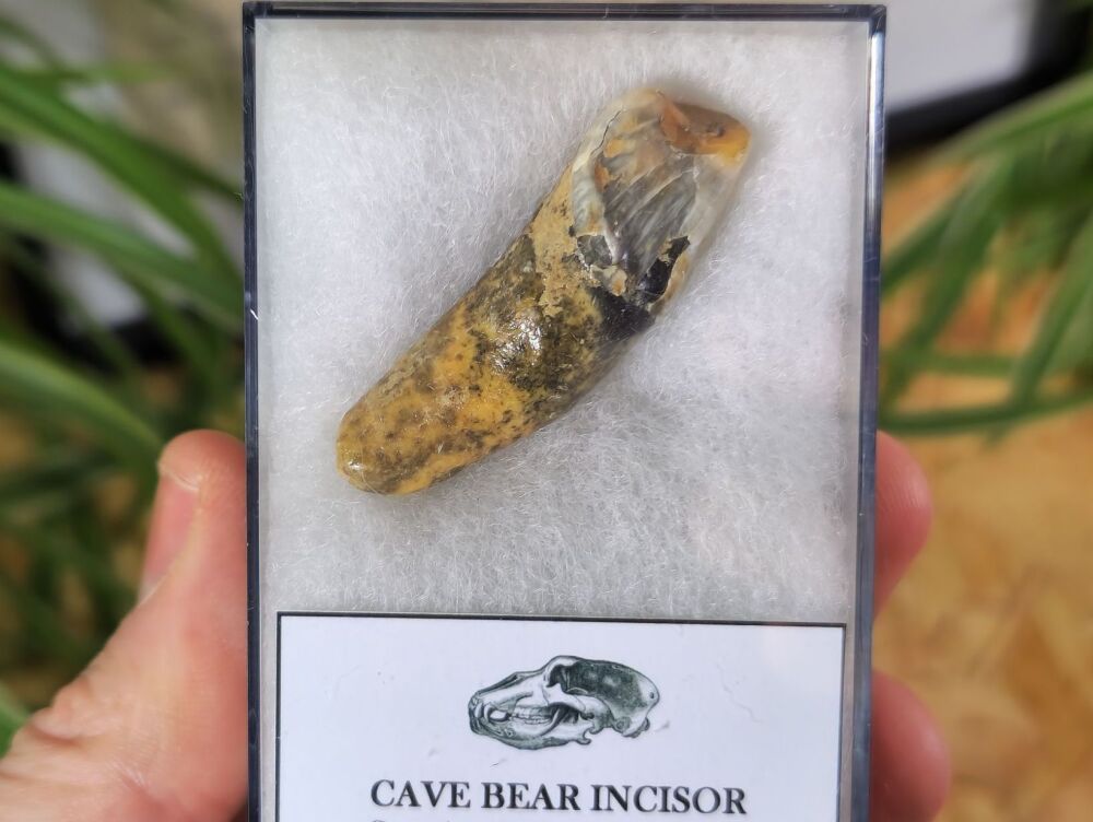 Ursus spelaeus Cave Bear Tooth (incisor) #02
